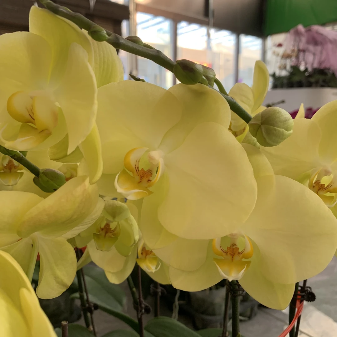 【绿翡翠】3.5杯 蝴蝶兰  叶大易开裂 花卉绿植