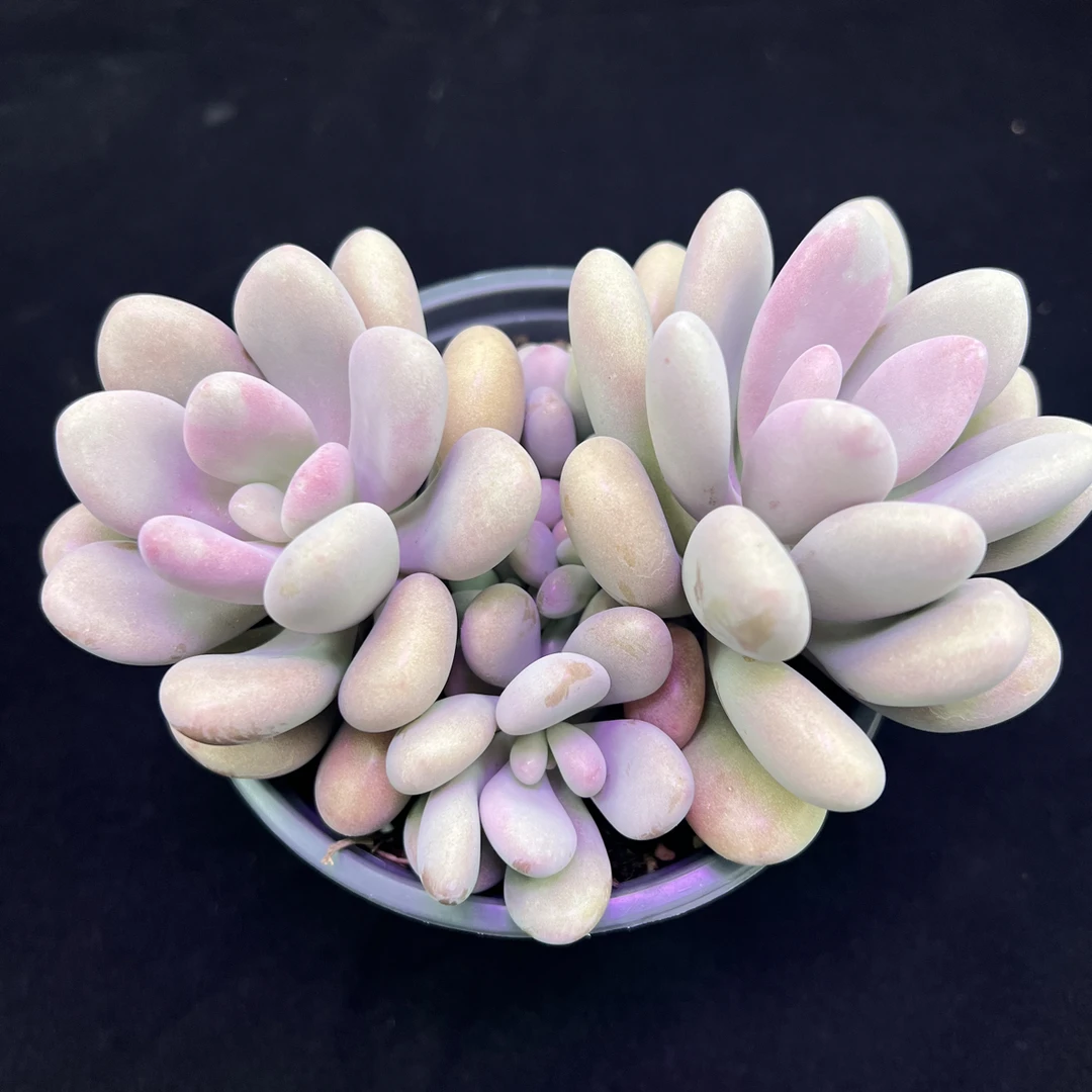 桃蛋2个头（带盆）多肉植物