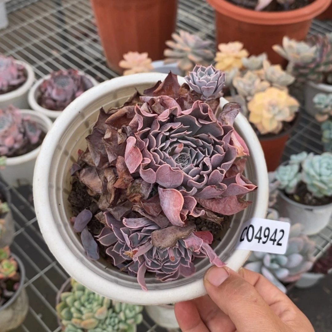 4942天赐一物一拍