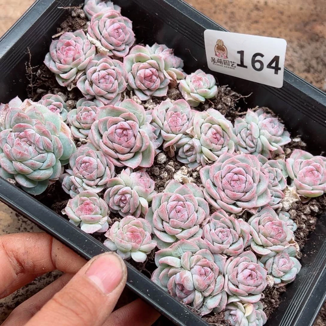 ?****浠多肉植物多肉植物