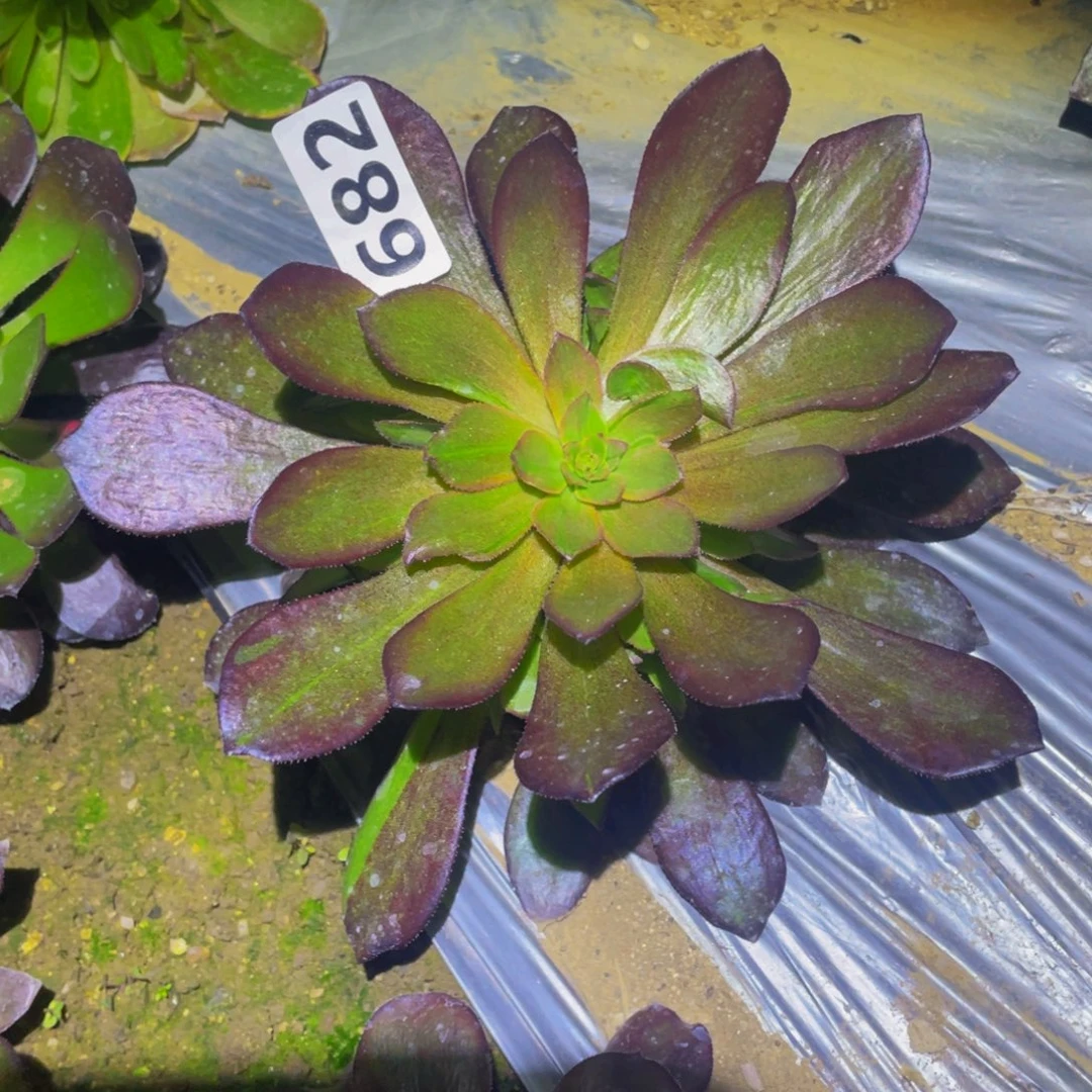 千面男爵多肉植物682