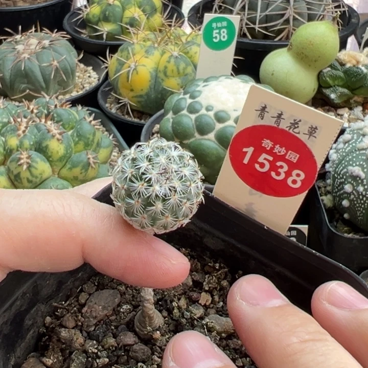 实生赤花美针玉1.8cm