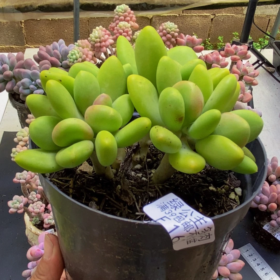 162芒果奶10cm多肉