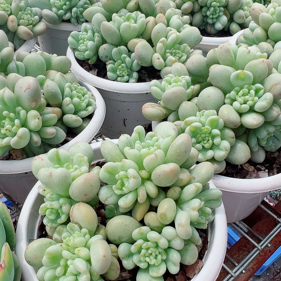 比尔盖茨多头群生