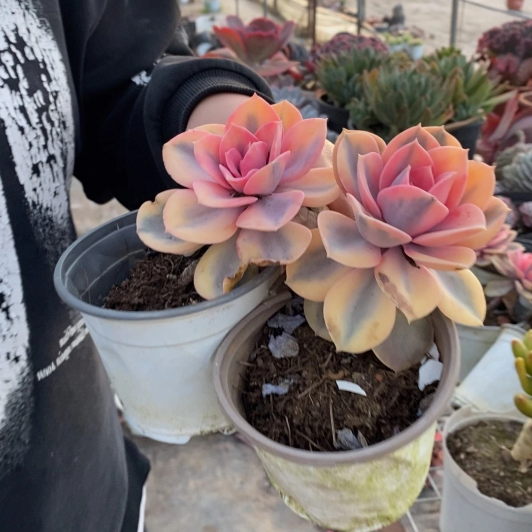 彩虹单头老桩两盆