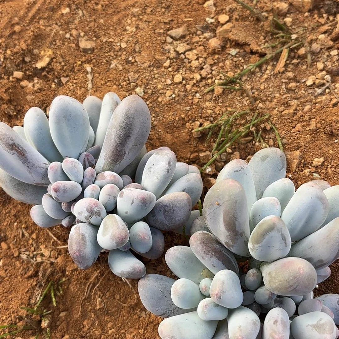 米可奶小群两颗福利