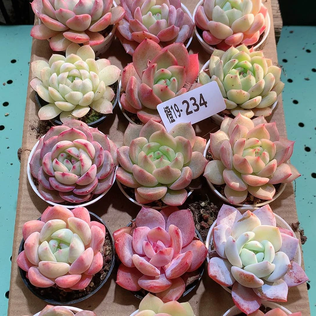 19-224一物一拍带盆18颗