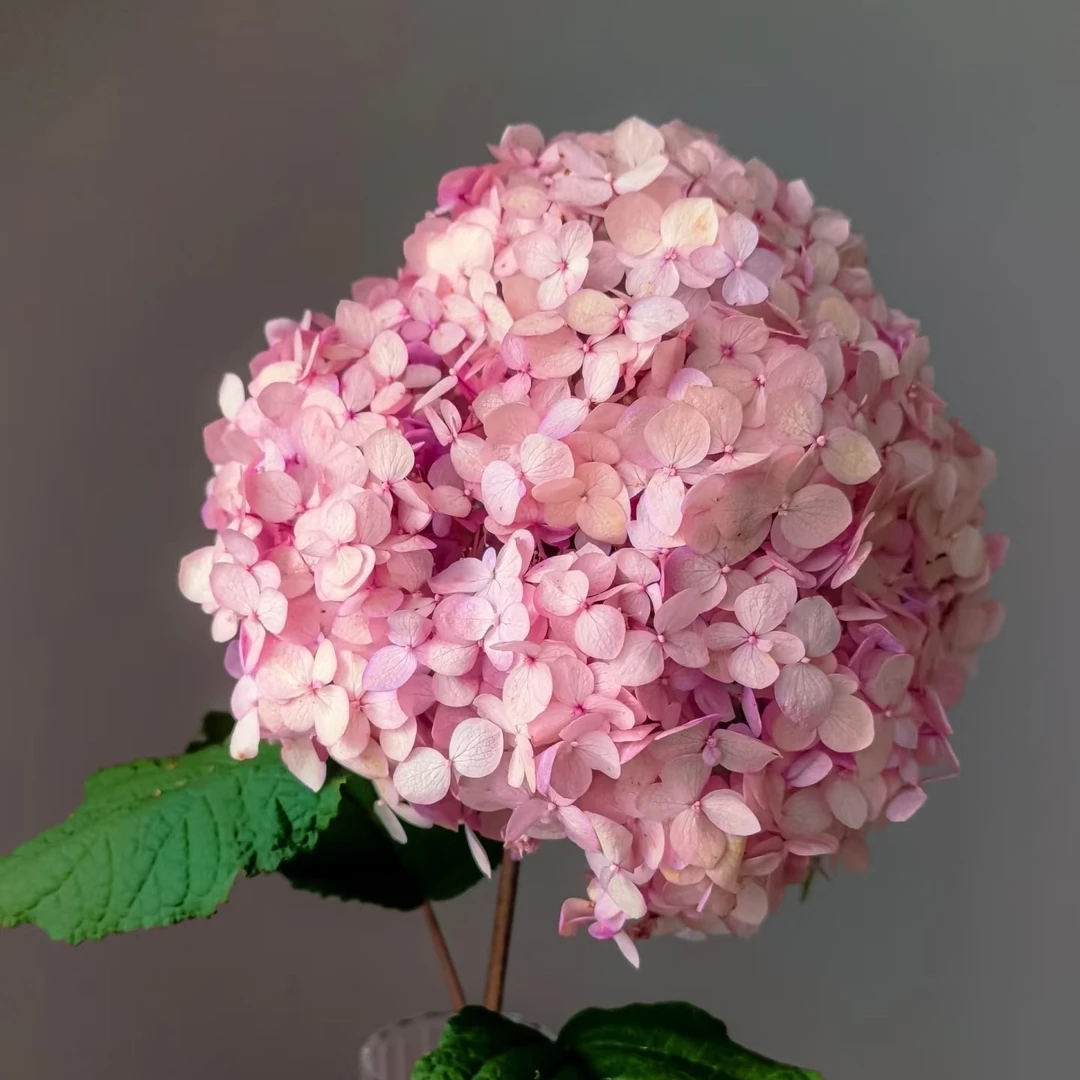 幻彩安娜 圆锥绣球大花盆栽地栽耐阴好养活花卉花苗