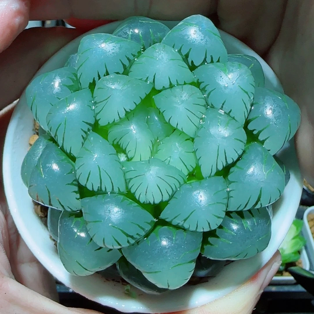 大母本冰灯多肉