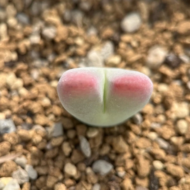 肉锥杂交少将杂多肉植物包邮