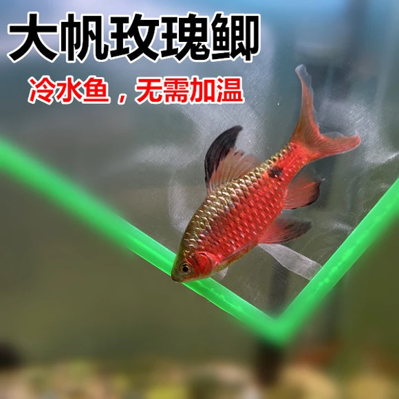 大帆玫瑰鲫 冷水鱼 原生鱼 无需加温 溪流缸造景鱼 小型观赏鱼活