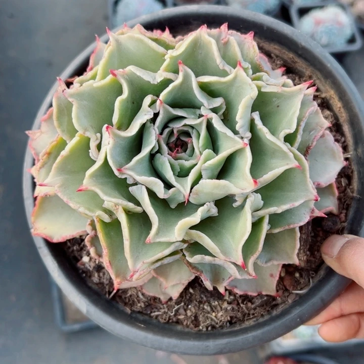 精品多肉植物老桩