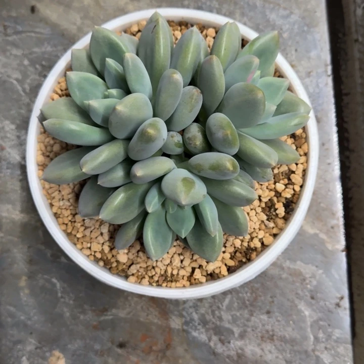 黄胖体 哥特 3头  一物一拍