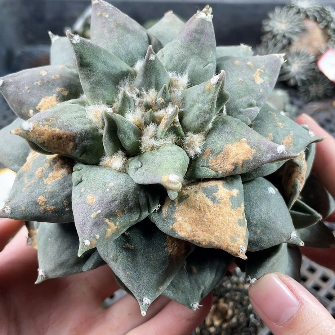 50号自根战损龙牙牡丹杂14