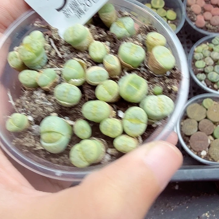 哈哈笑不出话就590这个