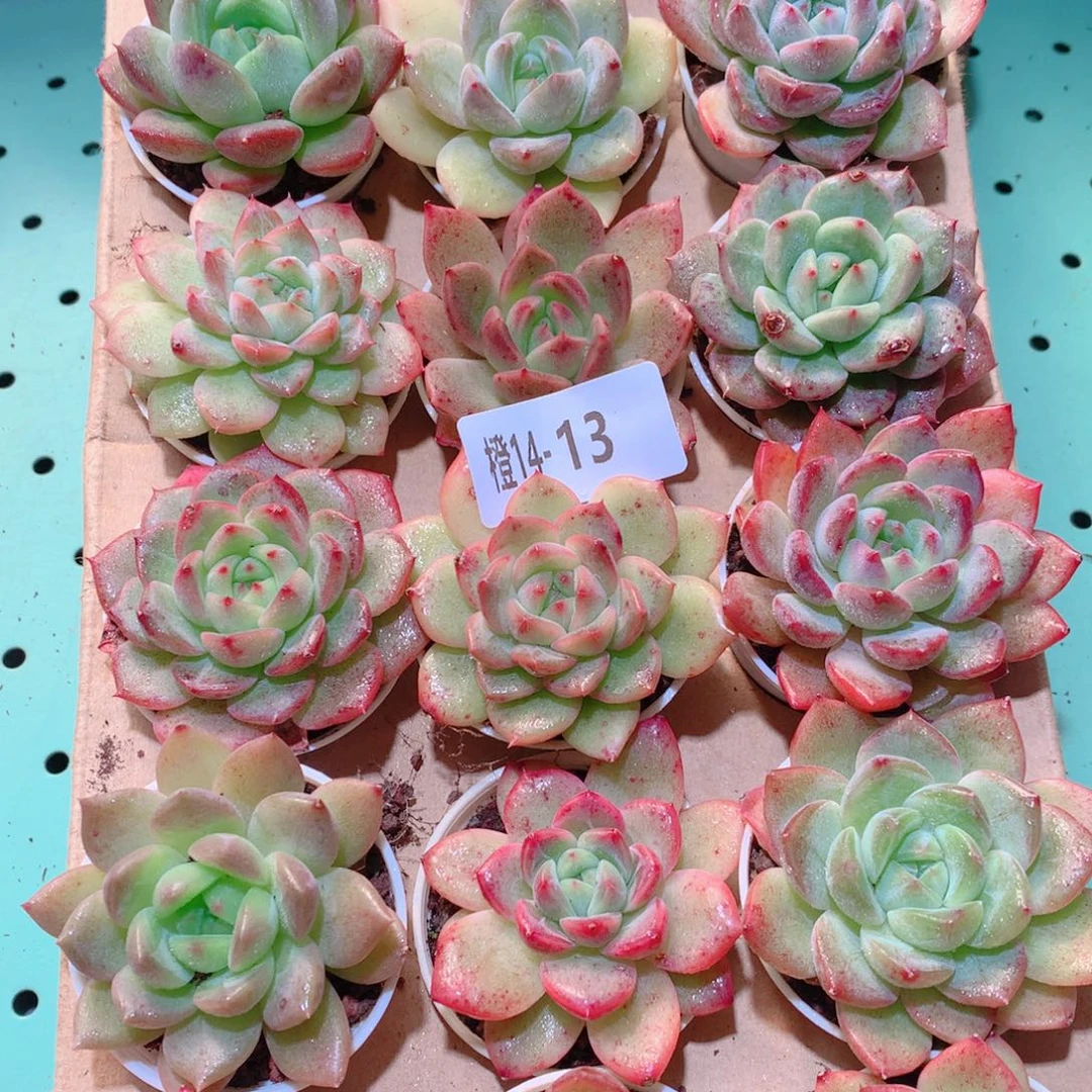 14-13一物一拍多肉带盆18颗