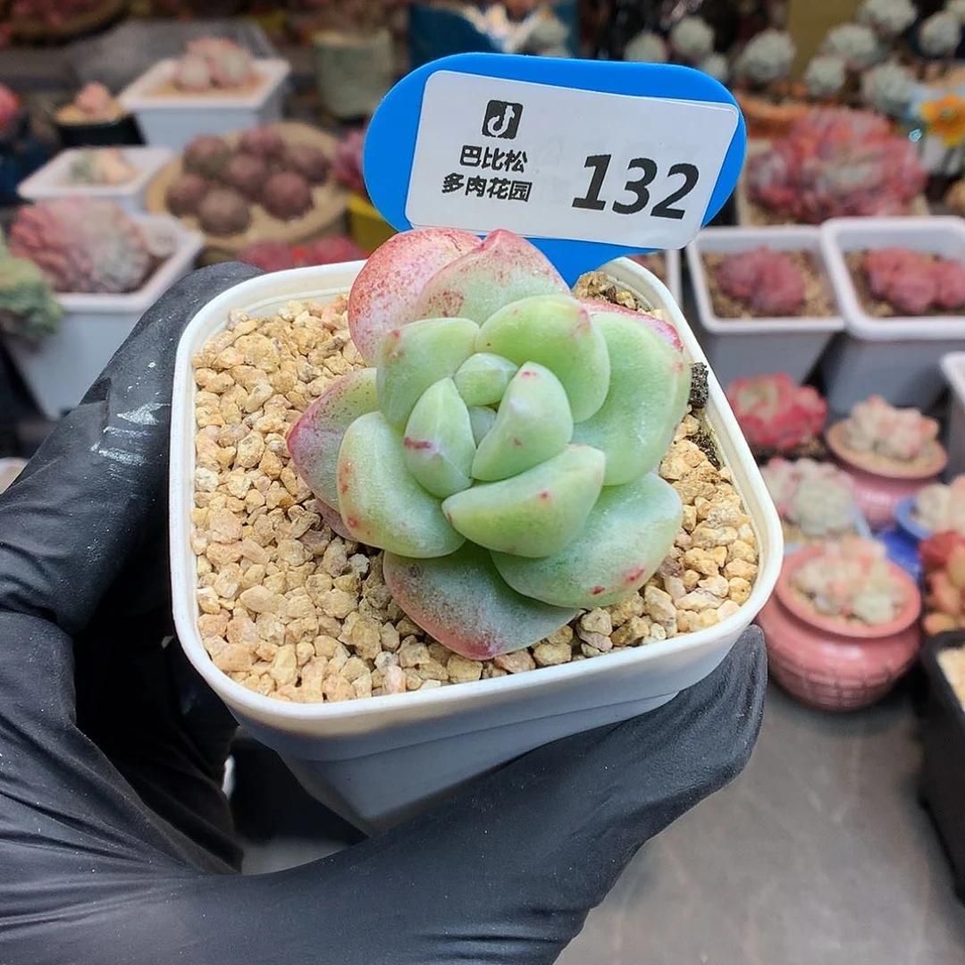 遇**C132 冰玉石化多肉