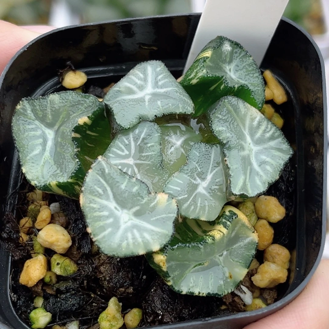 84玉龙万象锦福利专场