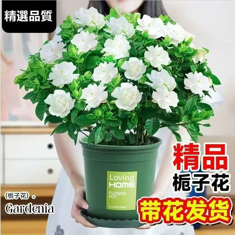 四季开花大盆栀子花浓香型带花苞盆栽水培室内花卉绿植除甲醛好养