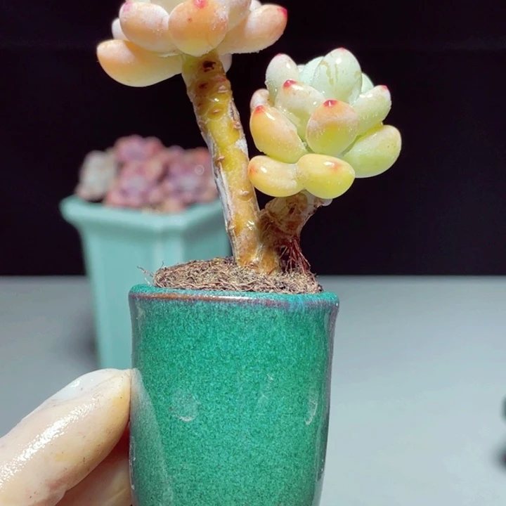 罗琦样品1颗带陶瓷盆发货