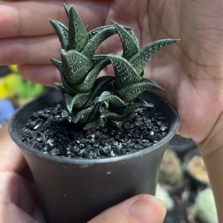 双头尼古拉带盆111111111