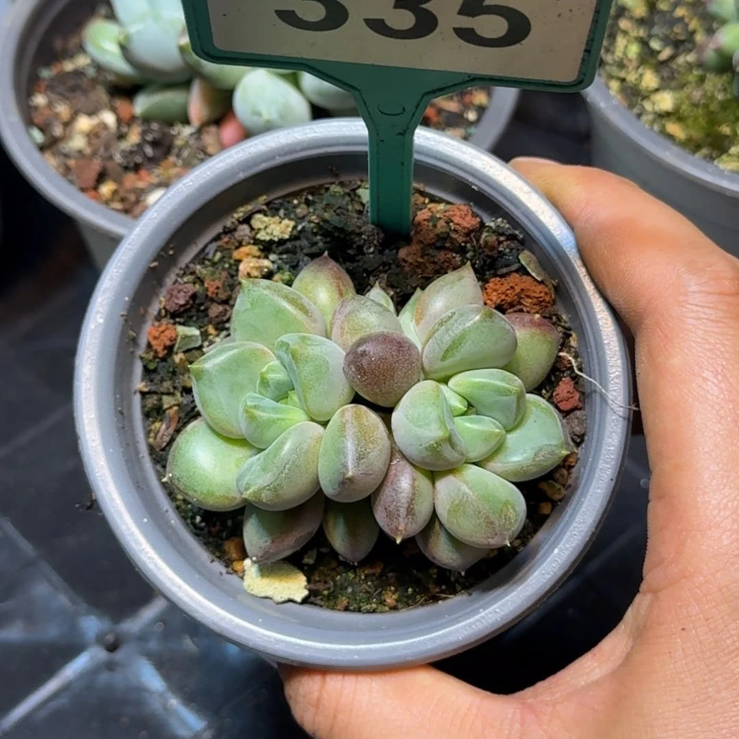 多肉植物黄象牙群335