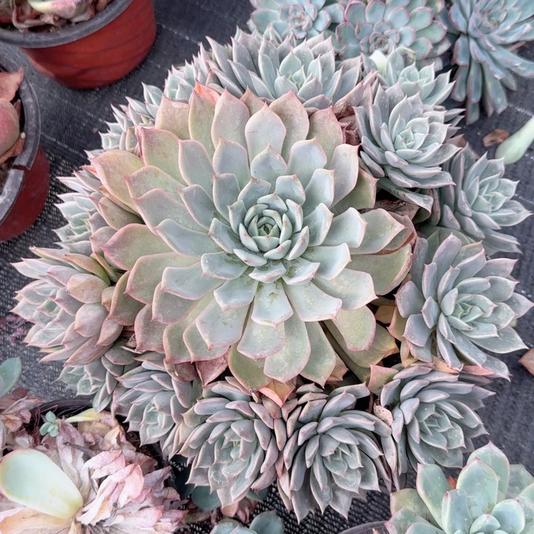无花朵东云大手捧