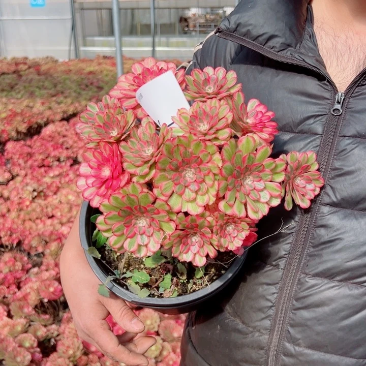 粉铜二加伦5号多肉法师