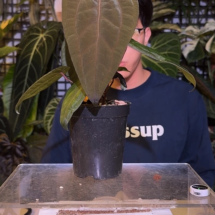 完全开放M102  午夜魅影