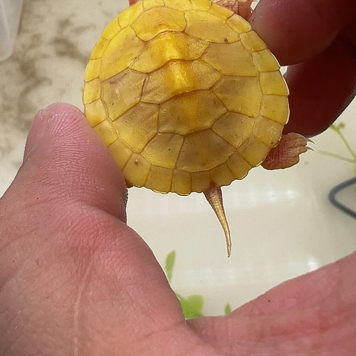 绿毛龟母巴西龟11111