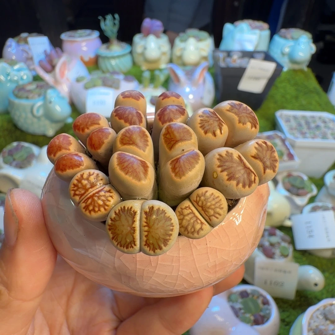 多肉植物福利冲1222