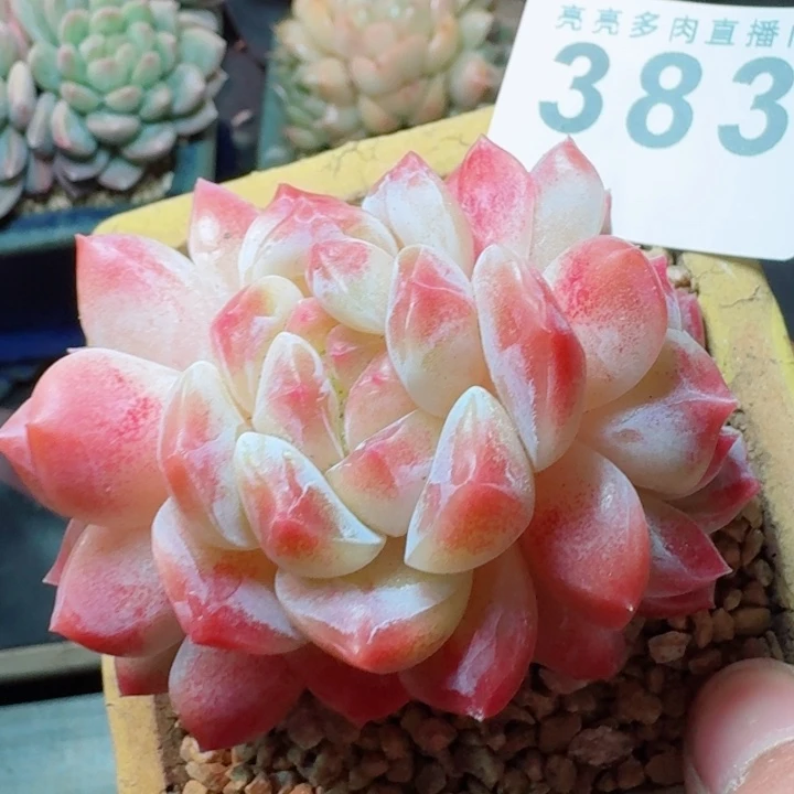 秘境冰魄         精控精养多肉植物