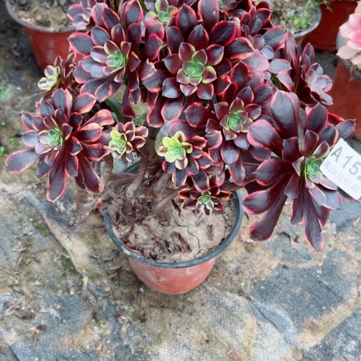 152欧嘉莉多肉植物