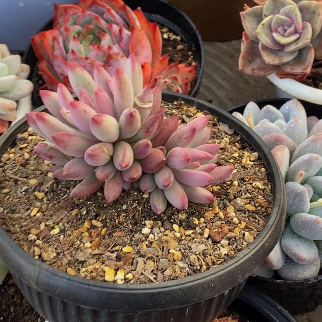 醉*风48包邮一物一拍多肉植物