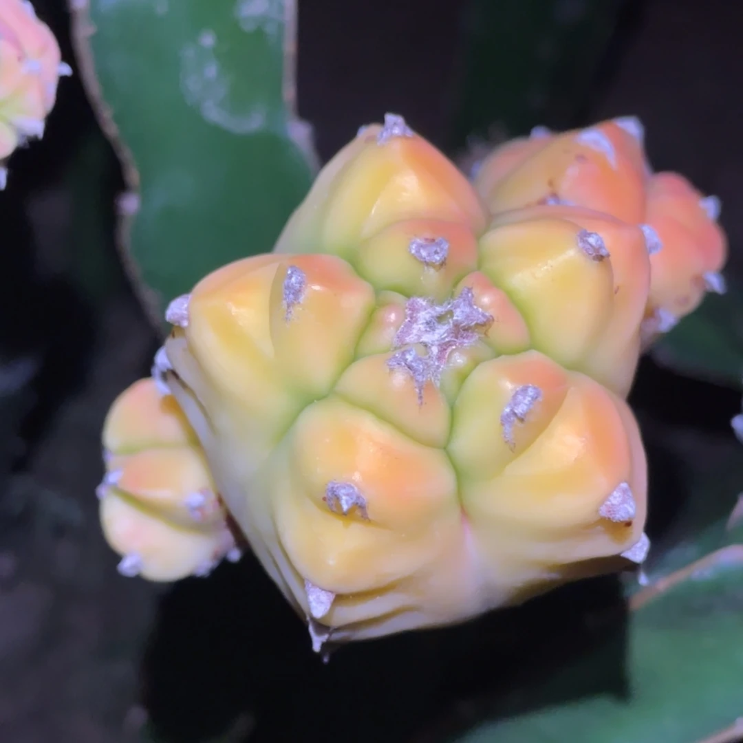 全部花朵红叶龟鸾凤玉锦