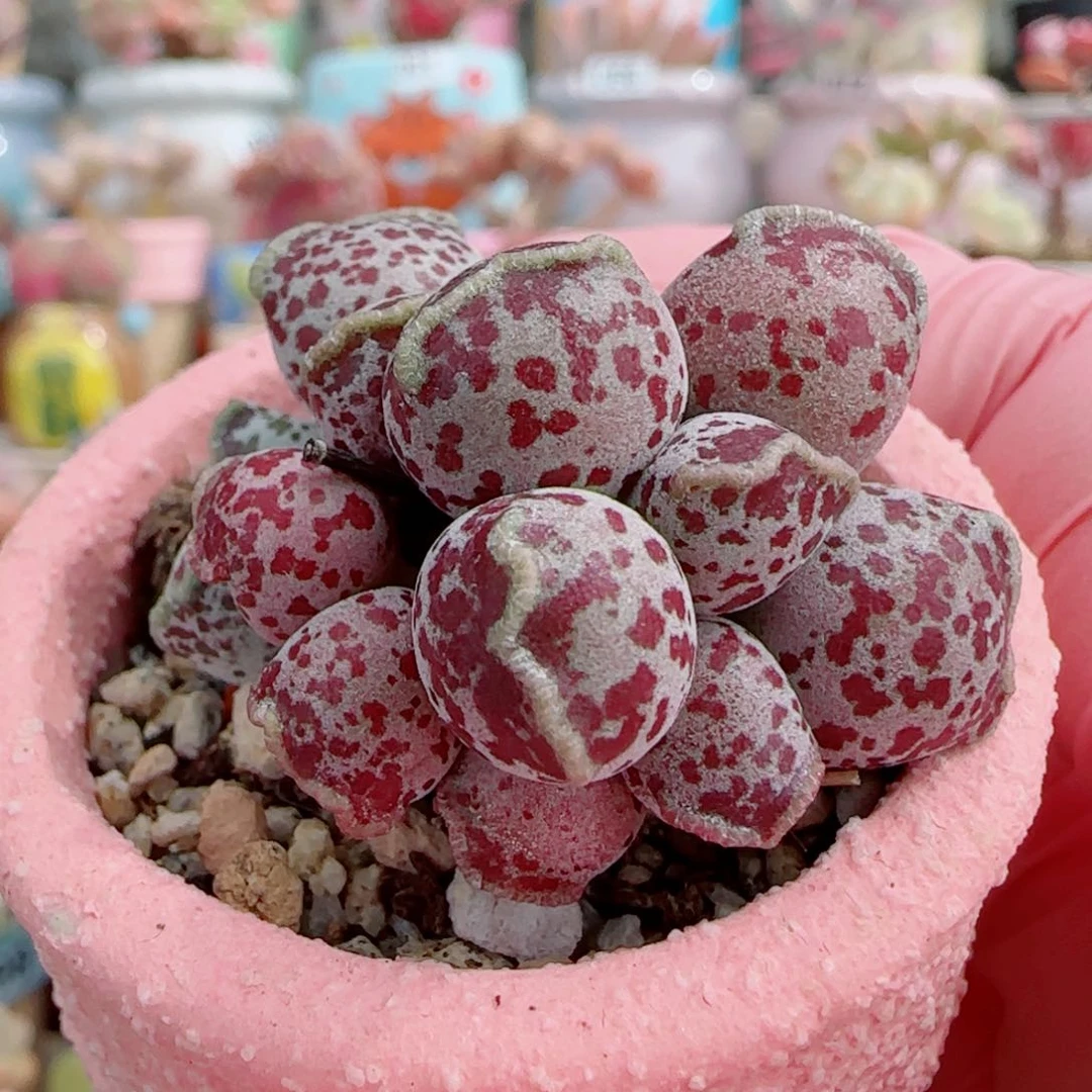 可爱芝麻球海豹 盆口4cm