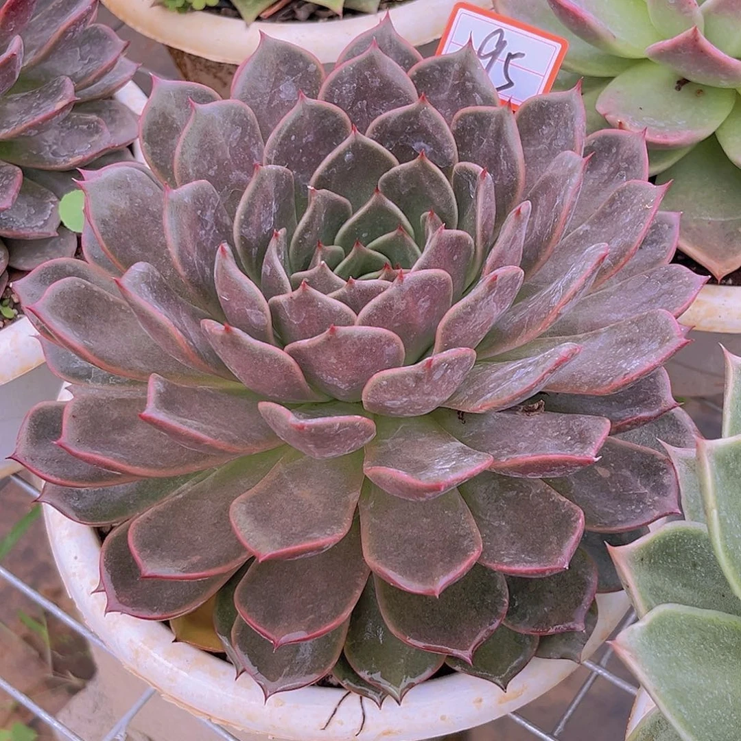 95号21公公分99999999999099