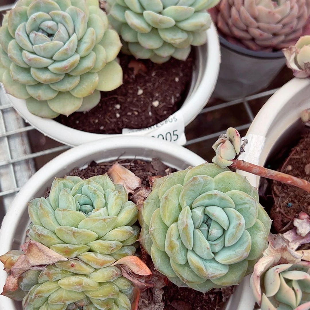 冰魄双头两盆多肉