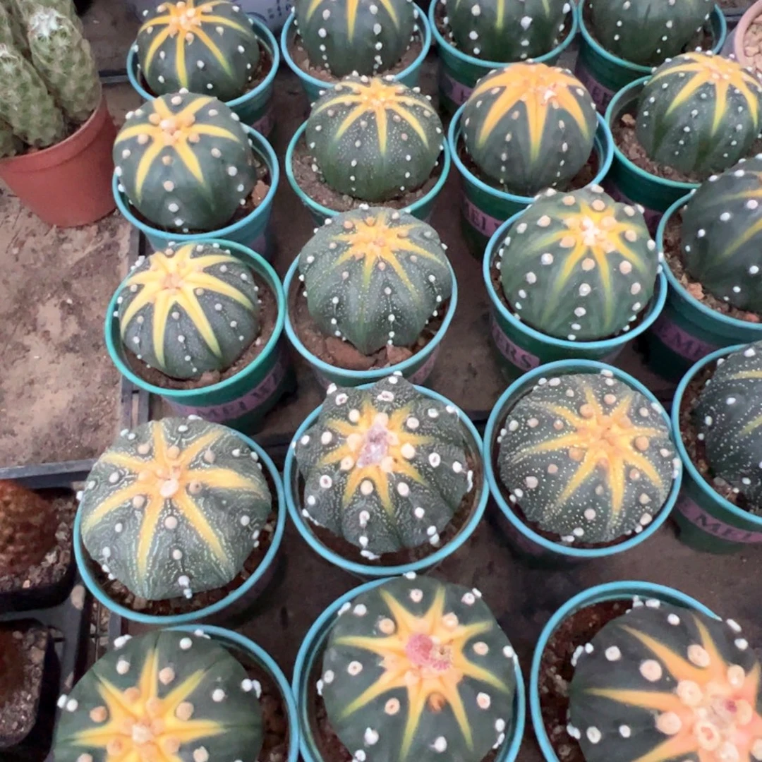 随机一棵……随机一棵