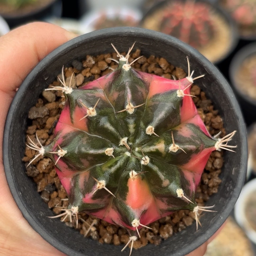 泰系实生米哈仙人球402