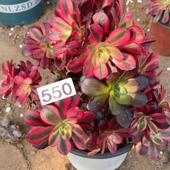 550多肉植物美杜莎有砍