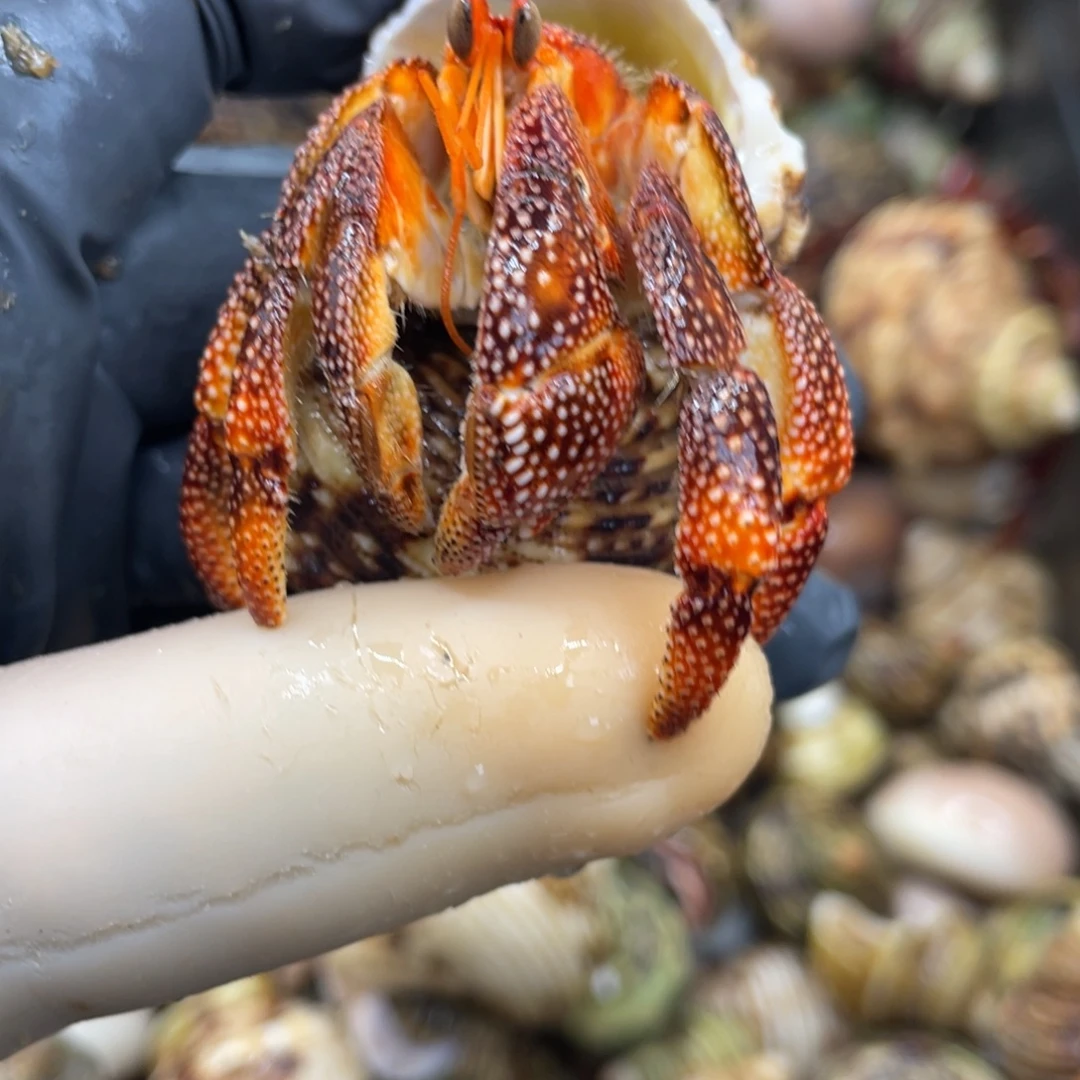 不退不换活体宠物69