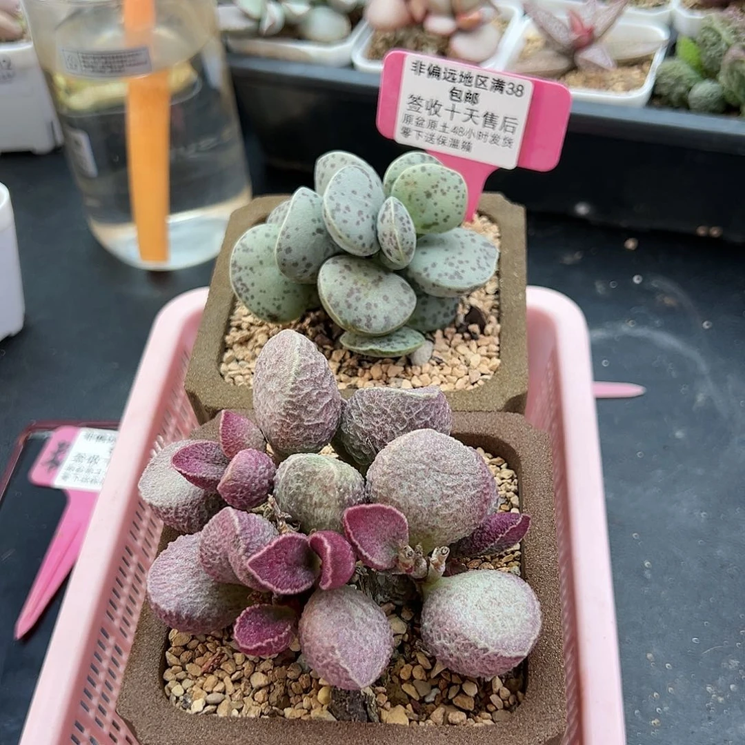 用****0122哈默猪肝巨型花蛋多肉