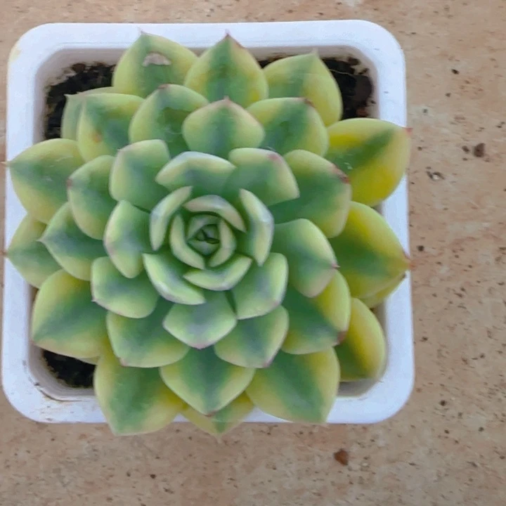 抹茶菩提锦多肉植物好看