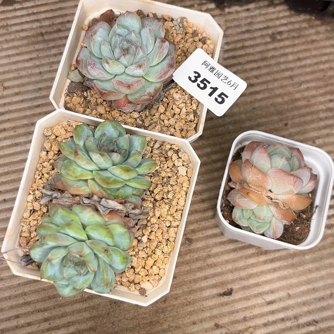 阿雅园艺。    3515