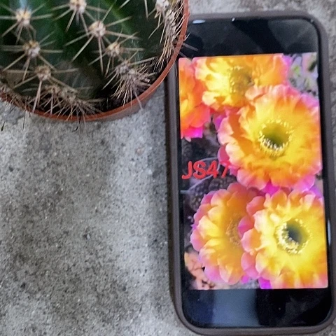 47彩草仙人球，25899900