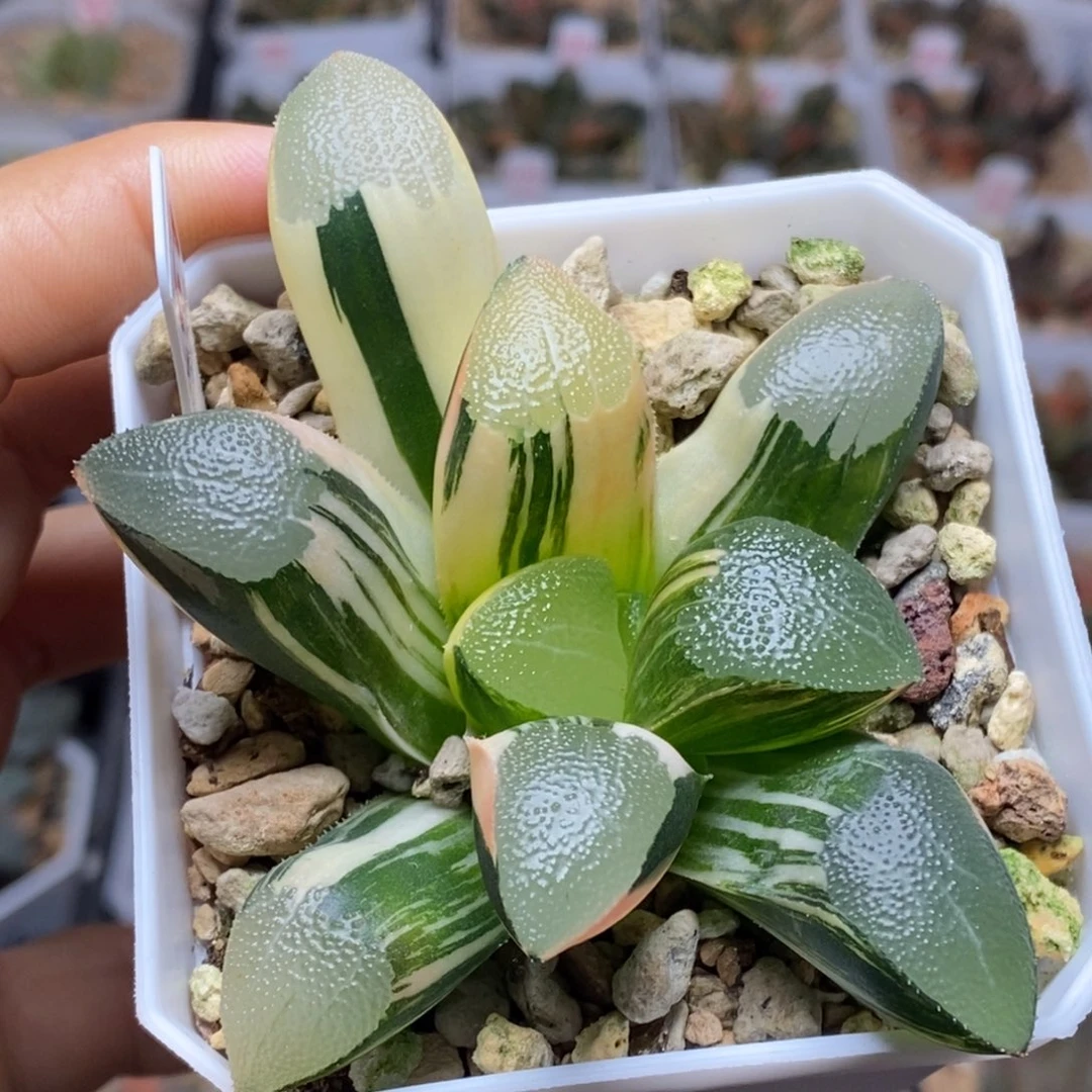 61号网纹克锦多肉植物