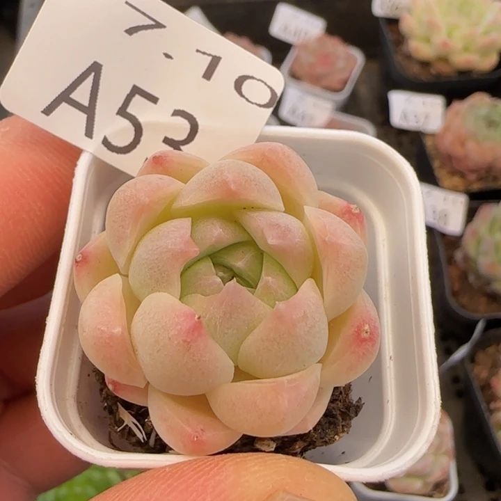 白桃汽水单头一颗脱土
