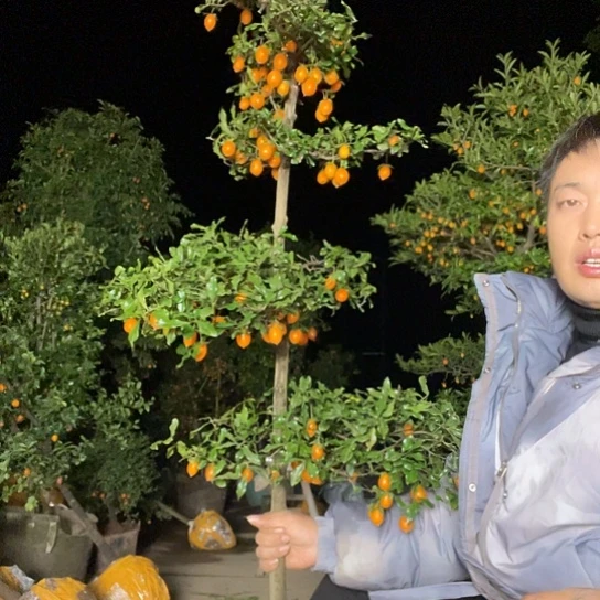 无花朵金弹子庭院原生品种