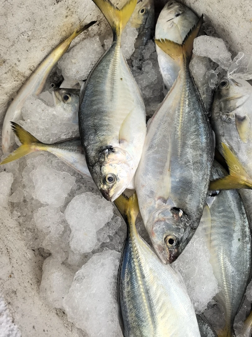 外罗渔港野生海捕黄尾鱼